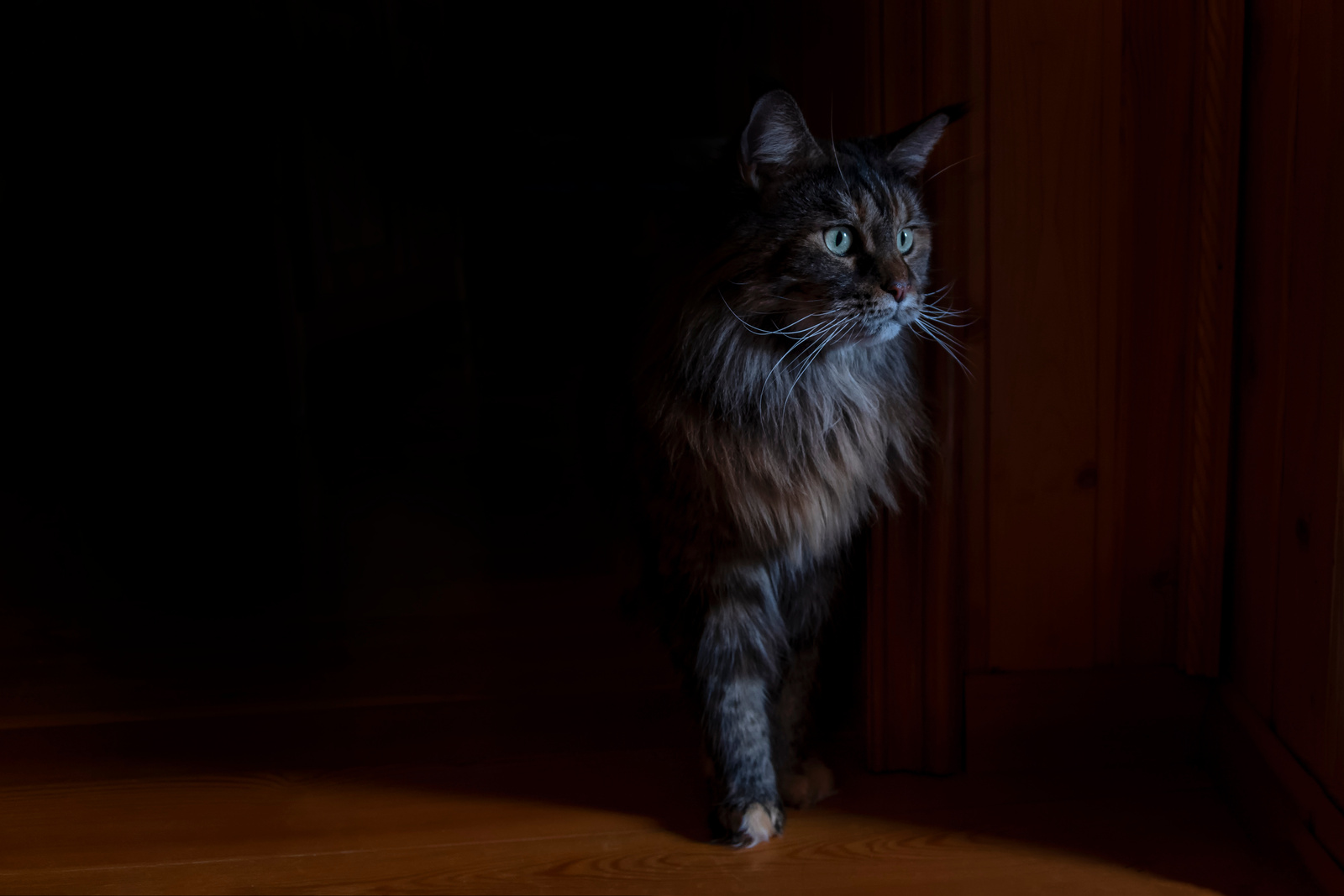 Portrait beautiful Maine Coon cat with green eyes, fluffy cat in dark