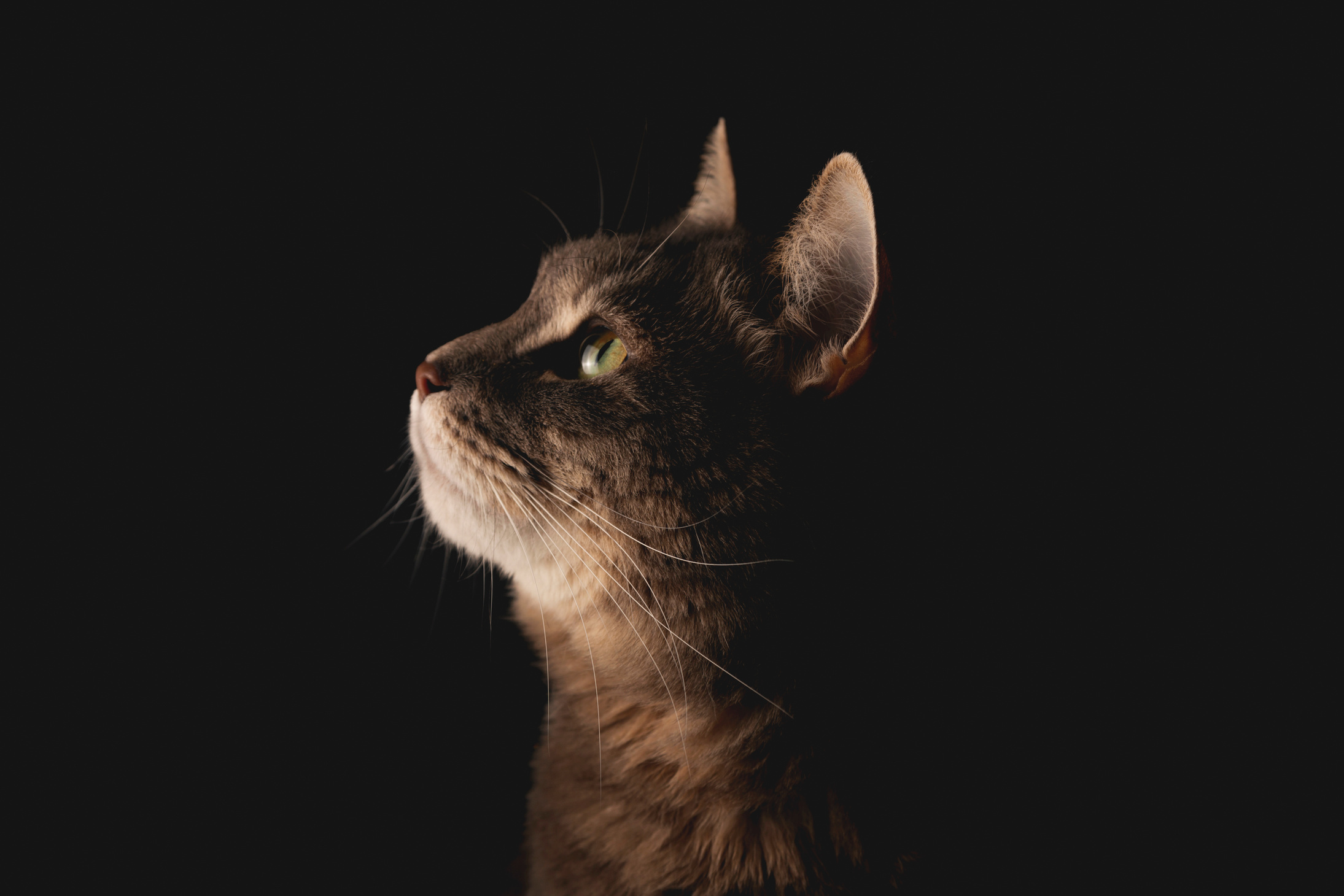 Portrait of a Cat on Black Background